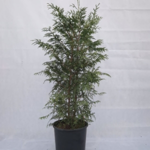 THUJA OCCIDENTALIS “BRABANT”