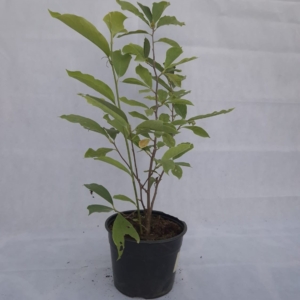 MAGNOLIA SOULANGEANA