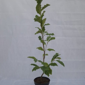 MAGNOLIA LILIIFLORA “NIGRA”