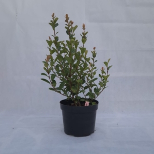 PHOTINIA FRASERI “LITLLE RED ROBIN”