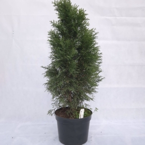 THUJA OCCIDENTALIS “SMARAGD”