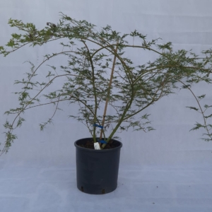 ACER PALMATUM “EMERALD LACE KATSURA”