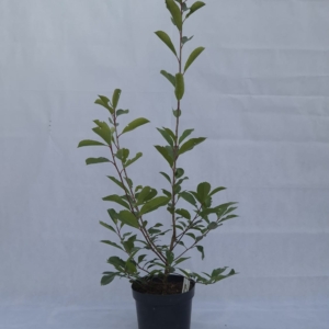 PHOTINIA FRASERI “RED ROBIN”