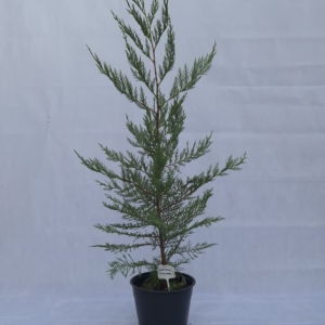 CUPRESSOCYPARIS LAYLANDII