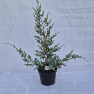 JUNIPERUS CHINENSIS “BLUE ALPS”