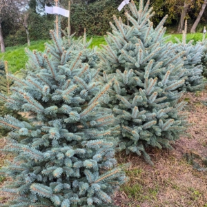 SREBRNA SMREKA- „Picea Pungens“