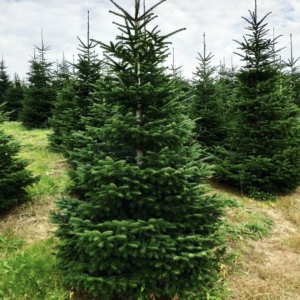 NORDIJSKA JELA- „Abies nordmanniana“