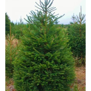 OBIČNA SMREKA- „Picea Abies“