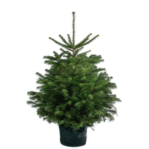 Abies nordmanniana u posudi-100-125 cm